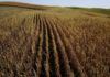 Thailand will cut tariffs on US corn imports, minister says