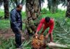 Exclusive-Indian refiners cancel palm oil orders for July-Sept as prices surge