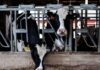 US AgTech capital drought continues, dairy and solar sectors offer bright spots