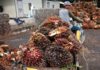 Malaysia seeks $330 million for palm oil replanting over next 5 years