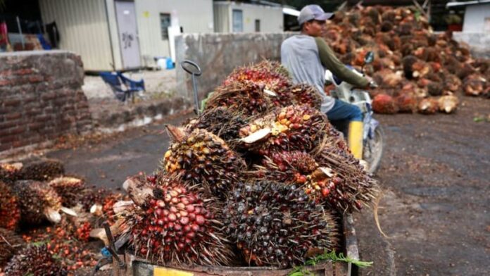 Malaysia seeks $330 million for palm oil replanting over next 5 years