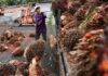 Malaysia’s commodities ministry seeks tax exemption for palm oil raw materials