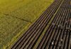Indonesia’s state farm company to invest nearly $500 million to boost rice output