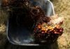 Malaysia’s palm oil stocks to drop as output slows and exports rise