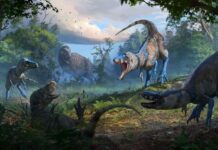 Agile and vicious Nanotyrannus was not just a teenage T. rex