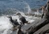 Chile’s endangered Humboldt penguins risk further decline, scientists say