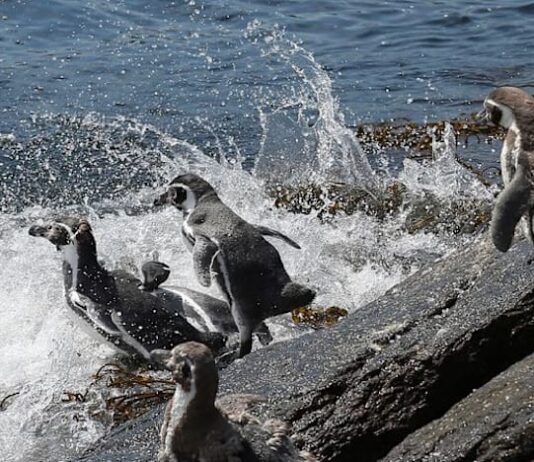 Chile’s endangered Humboldt penguins risk further decline, scientists say