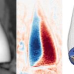 Magnetic fossils may reveal ancient creature’s internal ‘GPS system’