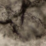 New method spots signs of Earth’s primordial life in ancient rocks