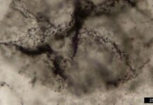 New method spots signs of Earth’s primordial life in ancient rocks