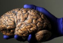 Scientists unveil first draft of atlas of the developing brain