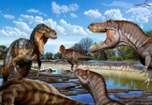 A throat bone settles it – Nanotyrannus was not a juvenile T. rex