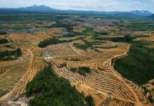 Indonesia will issue investment instruments for export earnings of natural resources