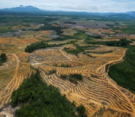 Indonesia will issue investment instruments for export earnings of natural resources
