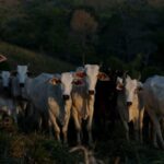 Japan schedules sanitary audit on Brazilian beef for March 2026, Brazil says