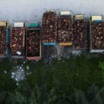 Indonesia mulls palm oil export levy hike to support biodiesel mandate