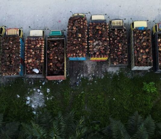 Indonesia mulls palm oil export levy hike to support biodiesel mandate
