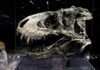 Study finds Tyrannosaurus rex did not reach full size until age 40