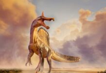 A Sahara desert odyssey yields a major dinosaur discovery