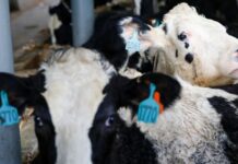 Indonesia imports 1,300 cows from Australia in ambitious dairy plan