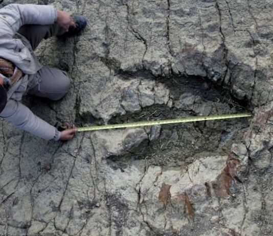 New AI method helps identify which dinosaur made which footprints