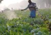 US trade chief says India to maintain some agriculture protections in deal with Trump