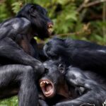 Are bonobos truly the peaceful counterparts to chimps? New study says no