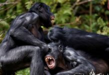 Are bonobos truly the peaceful counterparts to chimps? New study says no