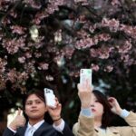 Japan’s cherry blossom picnics feel the pinch of global inflation
