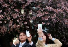 Japan’s cherry blossom picnics feel the pinch of global inflation