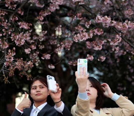 Japan’s cherry blossom picnics feel the pinch of global inflation