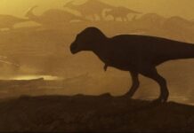 Large shinbone found in New Mexico belongs to close kin of T. rex