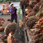 Malaysia fertiliser producers halt new orders as Iran war drives up prices