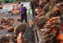 Malaysia fertiliser producers halt new orders as Iran war drives up prices