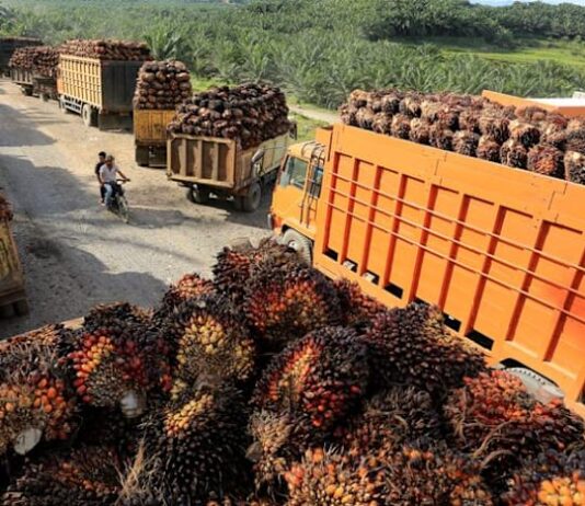 Middle East conflict could spur palm oil demand from biodiesel sector
