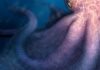 ‘Cretaceous Kraken’ prowled the seas during the age of dinosaurs