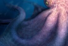 ‘Cretaceous Kraken’ prowled the seas during the age of dinosaurs