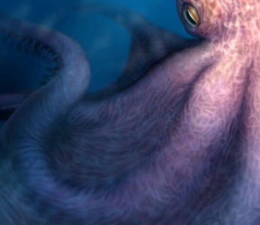 ‘Cretaceous Kraken’ prowled the seas during the age of dinosaurs
