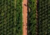 Palm oil posts first weekly gain in three weeks