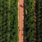 Palm oil posts first weekly gain in three weeks