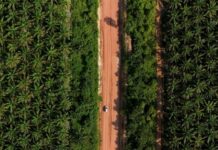 Palm oil posts first weekly gain in three weeks