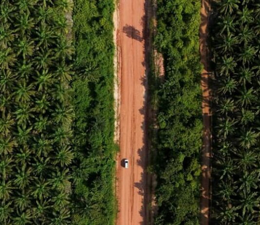Palm oil posts first weekly gain in three weeks