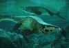 Fearsome dinosaur-era marine reptile was the T. rex of the sea