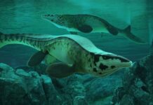 Fearsome dinosaur-era marine reptile was the T. rex of the sea