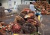 Malaysia’s SD Guthrie cautious on outlook after Q1 profit dips on weak palm prices