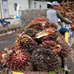 Malaysia’s SD Guthrie cautious on outlook after Q1 profit dips on weak palm prices