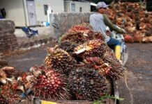 Malaysia’s SD Guthrie cautious on outlook after Q1 profit dips on weak palm prices