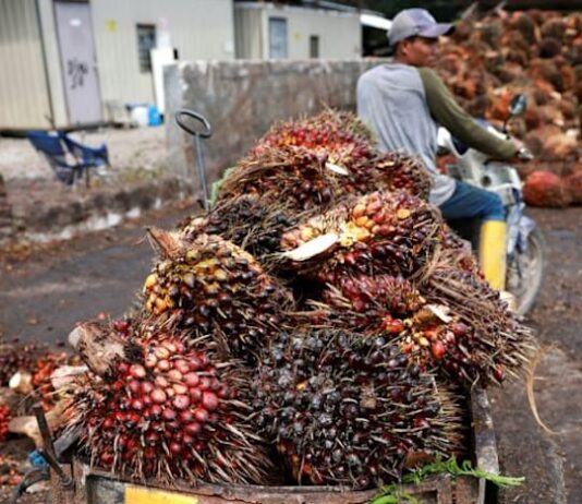Malaysia’s SD Guthrie cautious on outlook after Q1 profit dips on weak palm prices