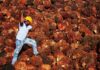 Palm oil rally seen continuing on biodiesel demand boost, analyst Mistry says