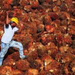 Palm oil rally seen continuing on biodiesel demand boost, analyst Mistry says